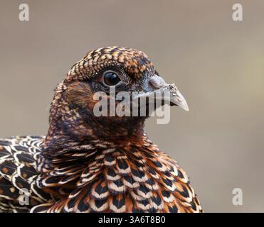Gros plan sur la femelle du faisan commun (Phasianus colchicus) au printemps. Banque D'Images