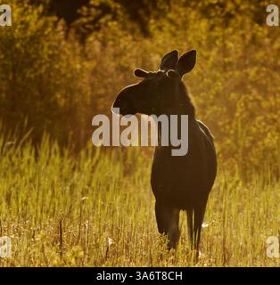 Elk ou Moose (Alces alces) taureau debout dans les milieux humides au lever du soleil en été. Banque D'Images