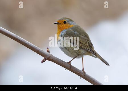 robin européen (erithacus rubecula) assis sur une branche au printemps. Banque D'Images