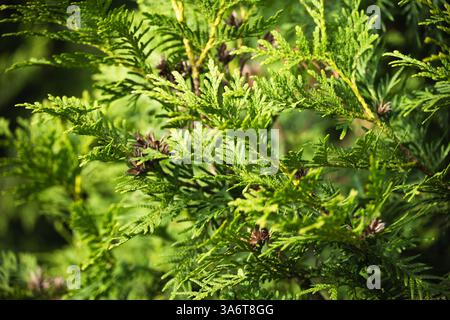 Vert thuja émeraude au parc publick. À l'extérieur. Gros plan. Banque D'Images