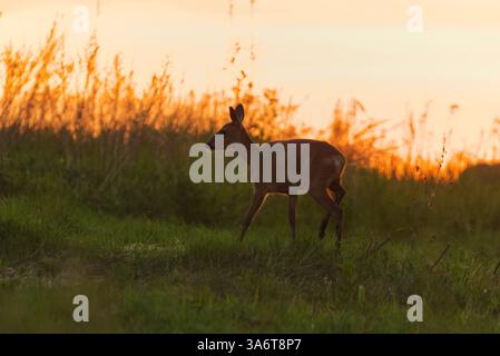 Femelle de cerf rodé (Capreolus capreolus) dans le champ à l'aube en été. Banque D'Images