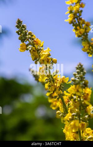 Molène commune - fleurs jaune pâle de la plante verbascum nigrum, utilisée comme herbe et médecine - poussant dans le jardin médicinal. Banque D'Images