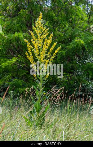 Molène commune - fleurs jaune pâle de la plante verbascum nigrum, utilisée comme herbe et médecine - poussant dans le jardin médicinal. Banque D'Images