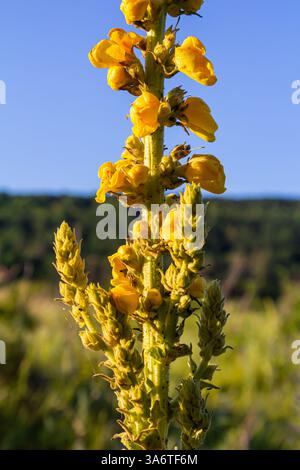 Molène commune - fleurs jaune pâle de la plante verbascum nigrum, utilisée comme herbe et médecine - poussant dans le jardin médicinal. Banque D'Images