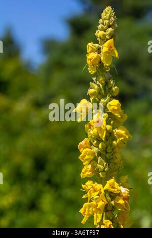 Molène commune - fleurs jaune pâle de la plante verbascum nigrum, utilisée comme herbe et médecine - poussant dans le jardin médicinal. Banque D'Images