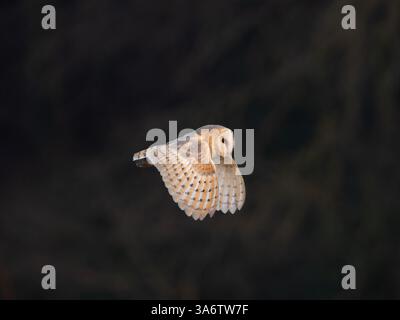 Chouette grange dans le vol UK [Tyto Alba ] Banque D'Images