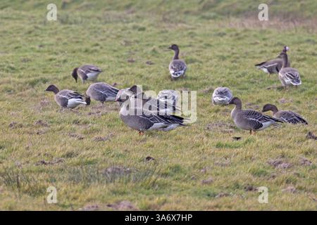 Toundra Bean Goose (Anser serrirostris rossicus) Texel Netherlands février 2025 Banque D'Images