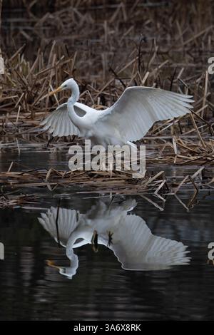 Grande (blanche) (commune) Aigrette (Ardea alba) pêche Norfolk février 2025 Banque D'Images
