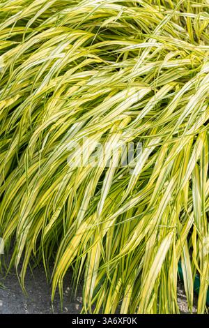 Herbe forestière japonaise, herbe Hakone (Hakonechloa macra 'Aureola', Hakonechloa macra Aureola), cultivar Aureola Banque D'Images