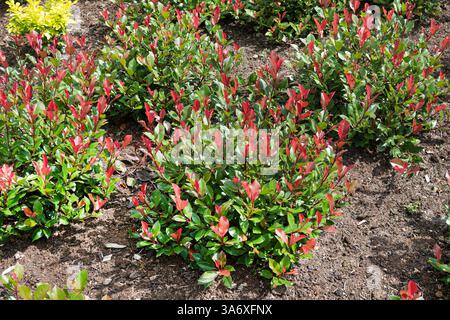 Photinie Fraser, photinie rouge, baie de Noël (Photinia x fraseri 'Little Red Robin', Photinia x fraseri Little Red Robin, Photinia fraseri), le Banque D'Images