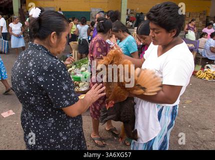 29 juillet 2004 ; Tapachula, Chiapas, MEXIQUE ; les femmes marchandent sur le prix d'un poulet dans le Mercado San Juan à Tapachula, Chiapas, Mexique. Les marchés mexicains sont le centre de la vie quotidienne, en particulier dans les petites villes. Dans un pays où beaucoup de gens n'ont pas de réfrigérateurs, les gens viennent au marché presque tous les jours pour acheter des aliments frais, et pendant qu'ils sont là, ils s'occupent des tâches comme les coupes de cheveux et les petits articles ménagers. Certains achètent même leurs vêtements au marché. La plupart des stands de marché sont loués par des femmes ou des familles et il y a très peu de présence d'entreprise sur le marché, contrairement à Shoppin Banque D'Images