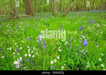 Bluebell de l'Atlantique (Hyacinthoides non-scripta, Endymion non-scriptus, Scilla non-scripta), prairie forestière avec Bluebell de l'Atlantique et East Bell en fleurs Banque D'Images