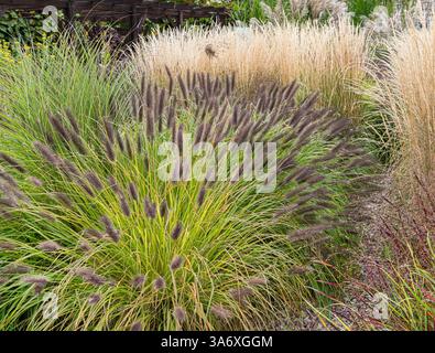 Herbe fontaine (Pennisetum alopecuroides 'Black Beauty', Pennisetum alopecuroides Black Beauty), cultivar Black Beauty Banque D'Images