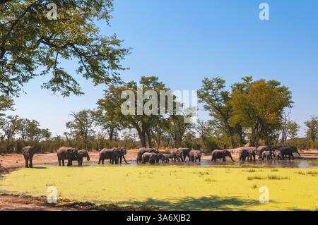 Éléphant d'Afrique (Loxodonta africana), troupeau d'éléphants dans un trou d'eau, Botswana, Linyanti Banque D'Images