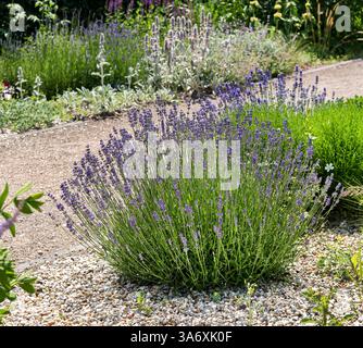 Lavande anglaise (Lavandula angustifolia 'Hidcote', Lavandula officinalis Hidcote), floraison, cultivar Hidcote, Europe, Bundesrepublik Deutschland Banque D'Images