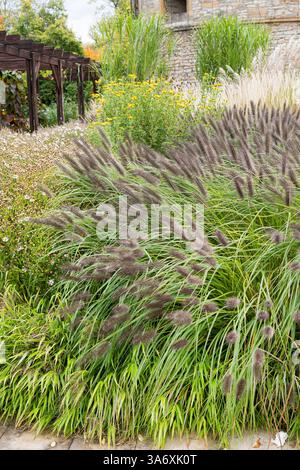 Herbe fontaine (Pennisetum alopecuroides 'Black Beauty', Pennisetum alopecuroides Black Beauty), cultivar Black Beauty Banque D'Images