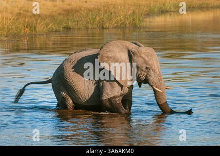 Éléphant d'Afrique, éléphant de brousse d'Afrique, éléphant de savane d'Afrique (Loxodonta africana), éléphant nourrisson traversant la rivière en eau peu profonde, vue de côté Banque D'Images
