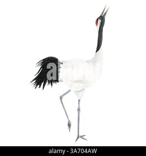 Oiseau de héron sur fond blanc isolé, illustration de peinture dessinée à l'aquarelle à la main. Oiseau grue volante à l'aquarelle. Belle peinture dessinée à la main mignonne Banque D'Images