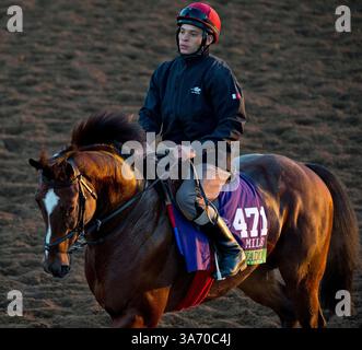 28 octobre 2014 - Arcadia, CA, États-Unis - 28 octobre 2014 : Toronado, entraîné par Richard Hannon Jr., s'entraîne en préparation du Breeders' Cup Mile à Santa Anita Race course à Arcadia, Californie, le 28 octobre 2014. Scott Serio/ESW/CSM(image crédit : © Scott Serio/Cal Sport Media/ZUMAPRESS.com) Banque D'Images