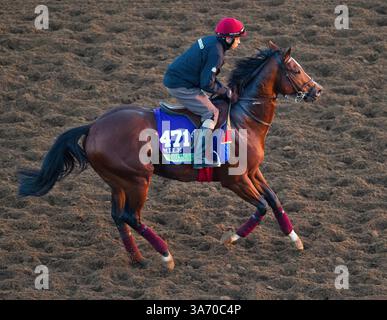 28 octobre 2014 - Arcadia, CA, États-Unis - 28 octobre 2014 : Toronado, entraîné par Richard Hannon Jr., s'entraîne en préparation du Breeders' Cup Mile à Santa Anita Race course à Arcadia, Californie, le 28 octobre 2014. John Voorhees/ESW/CSM(crédit image : © John Voorhees/Cal Sport Media/ZUMAPRESS.com) Banque D'Images