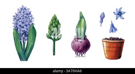 L'ensemble d'aquarelles isolées représente une jacinthe en pot, avec des feuilles vertes luxuriantes et des fleurs violettes vibrantes. Banque D'Images