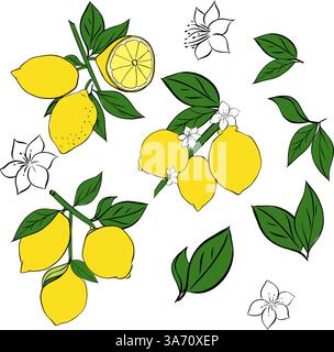 Citrons avec des branches de feuilles jaune ensemble. Illustration vectorielle d'encre de ligne graphique. Printemps, fond d'été. Carte d'été avec branche de citron pour pac Illustration de Vecteur