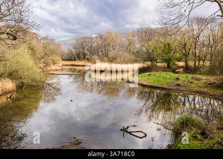 Vue sur les lagunes bordées de roseaux dans la réserve naturelle Wildlife Trust. Les Spinnies, Aberogwen, Bangor, Gwynedd, nord du pays de Galles, Royaume-Uni, Grande-Bretagne Banque D'Images