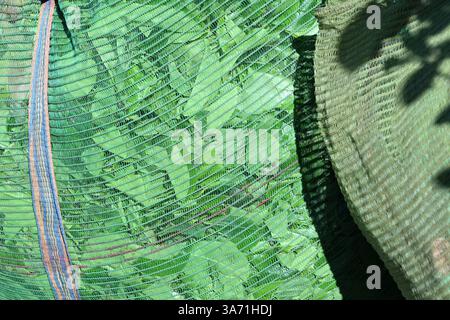 Les feuilles de thé ont été recueillies dans un sac en filet à Idukki , Kerala, Inde Banque D'Images
