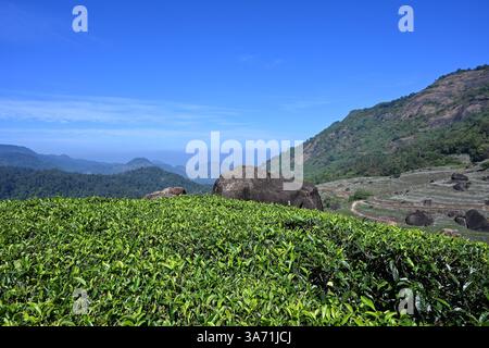 Hill station du Kerala Inde , Une plantation de thé luxuriante et paysage situé dans Idukki Kerala, Inde Banque D'Images
