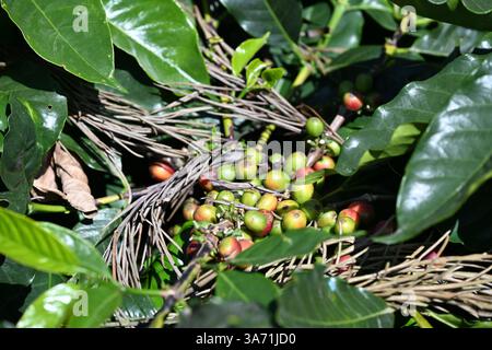 Baies de café dans l'usine de café à Idukki, Kerala, Inde Banque D'Images