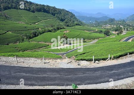 Station de colline au Kerala, Inde, vastes plantations de thé et beauté pittoresque. Le paysage des plantations de thé luxuriantes d'Idukki, Kerala Banque D'Images