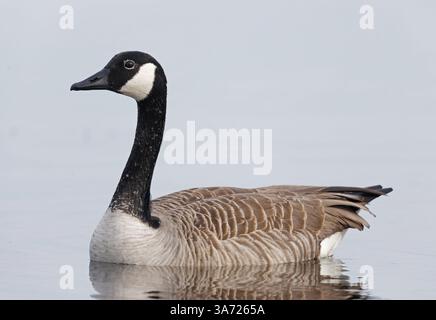 Oie du Canada nageant dans l'eau calme Banque D'Images
