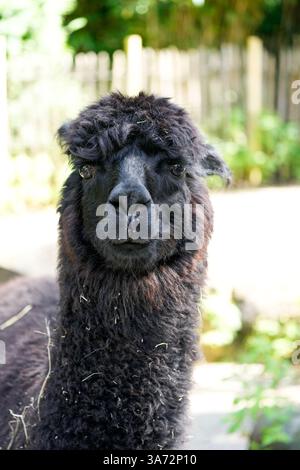Portrait d'un alpaga. Gros plan animal. Banque D'Images