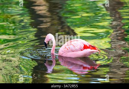 Nager flamant cherche de la nourriture dans l'eau. Banque D'Images