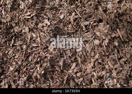 Gros plan sur la texture de fond de paillis d'écorce. Engrais naturel à base d'humus végétal pour l'enrichissement du sol. Banque D'Images