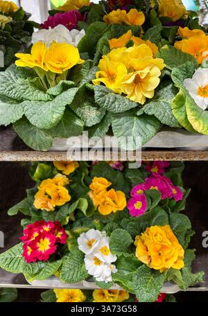 Belles fleurs d'primevère colorées dans une pépinière de plantes. Fleurs printanières. Directement au-dessus. Banque D'Images