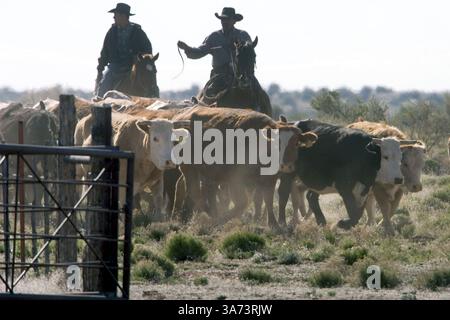 07 mai 2004 ; Williams, Arizona, États-Unis ; les cow-boys conduisent le bétail dans les corrals pendant la ronde de printemps et le marquage sur le ranch Willaha, au nord de Williams, AZ. Les éleveurs de l'Arizona sont au milieu d'un tirant d'eau de dix ans qui a considérablement réduit la taille de leurs troupeaux. Dans le même temps, la consommation publique de bœuf a grimpé en flèche en raison de la popularité des Atkins et d'autres régimes riches en protéines, de sorte que tandis que les prix sont à la hausse, les rendements des troupeaux sont à la baisse en raison de la sécheresse. Banque D'Images