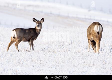 Paire de cerfs pâturant sur un champ agricole couvert de gel pendant l'hiver dans les Prairies nord-américaines. Banque D'Images