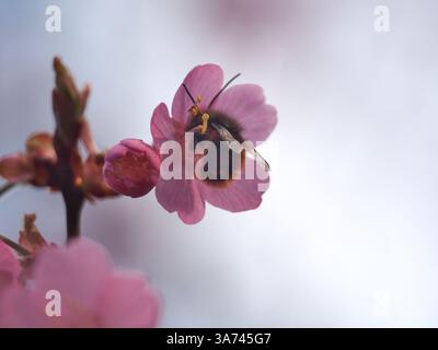 Macro isolée d'une abeille verger européenne (Osmia cornuta) collectant le pollen d'un prunus campanulata, également connu sous le nom de cerise de Taiwan, cerise de Formosan ou Banque D'Images