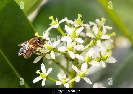 Gros plan d'une abeille collectant du pollen au printemps Banque D'Images