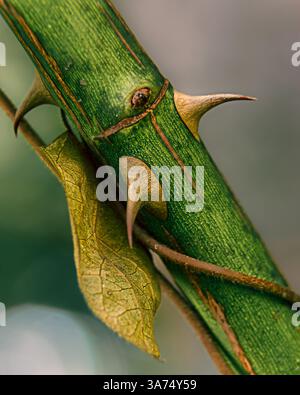 Gros plan de la tige Thorny Green avec feuille et texture détaillée Banque D'Images
