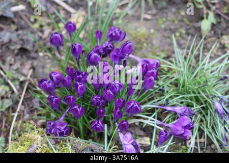 Gros plan de Crocus vernus Banque D'Images