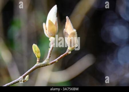 gros plan de fleur en forme de gobelet blanc crémeux si le magnolia Banque D'Images