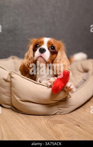 Mignon roi cavalier charles spaniel couché sur le lit de chien avec jouet préféré et regardant vers le propriétaire. Animal de compagnie jouant avec un jouet. Soins pour animaux de compagnie, produits pour chiens. Vertical. Banque D'Images