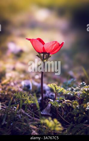 Anemone Coronaria « de Caen » alias Marigold espagnol ou Coquelicot anemone, de la famille des rânculacées, originaire des pays méditerranéens Banque D'Images