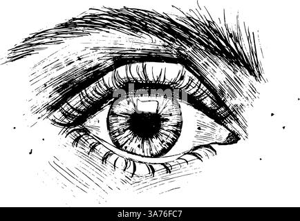 Oeil dessiné par pinceau à encre. Signe vectoriel de l'oeil humain. Illustration d'encre graphique vectorielle de l'oeil des femmes Illustration de Vecteur