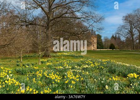 Brodie Castle Moray Écosse au début du printemps avec des arbres et un tapis lumineux de jonquilles de couleur jaune et citron Banque D'Images
