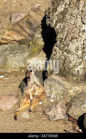 Une suricate détendue bronzant sur son dos dans une enceinte de sable, profitant de la lumière chaude. Adorable moment de la faune. Banque D'Images