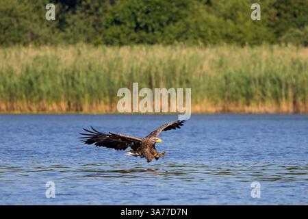 Aigle à queue blanche / aigle de mer eurasien / erne (Haliaeeeetus albicilla) adulte pêchant des poissons sur ses talons à la surface de l'eau du lac Banque D'Images