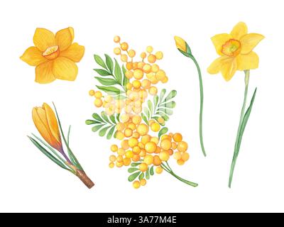 Un ensemble de fleurs aquarelles printanières avec mimosa, jonquilles et crocus peints à la main. Idéal pour créer des cartes de vœux saisonnières, invitations de mariage Banque D'Images